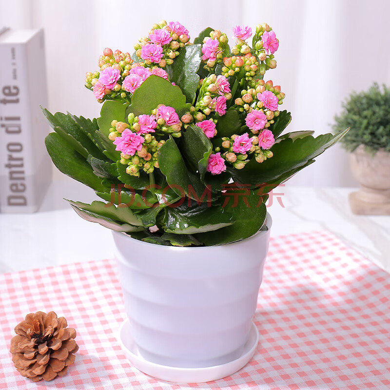 长寿花带花苞盆栽重瓣花四季开花大花苗植物室内阳台花卉好养的花 玫