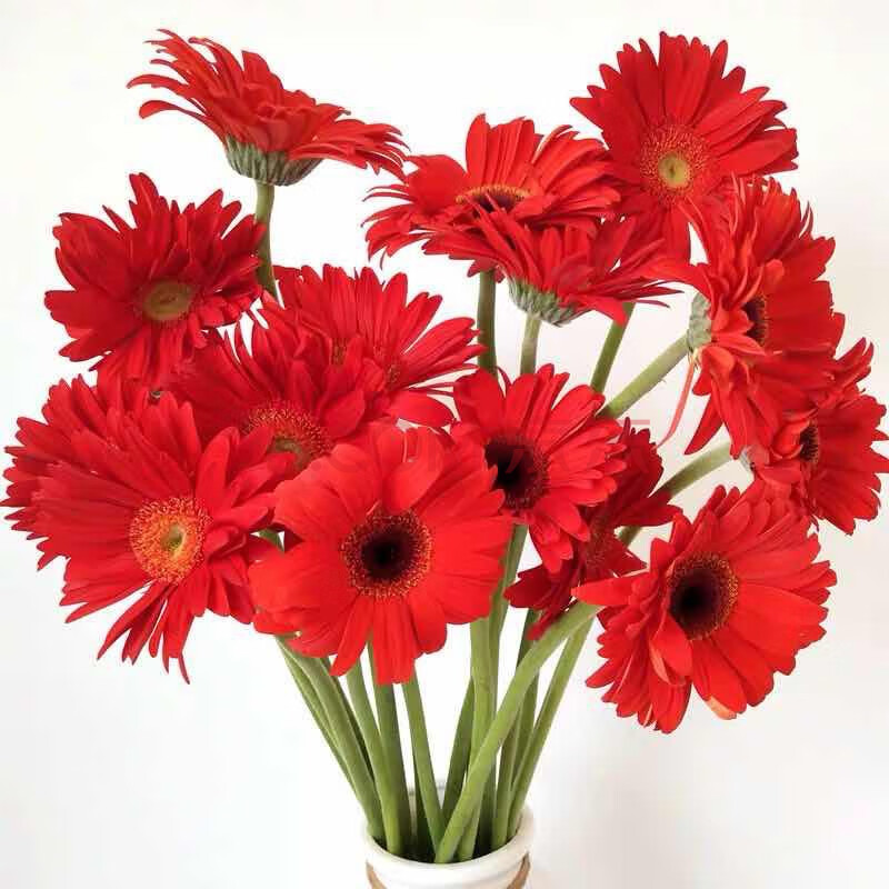 非洲菊弗朗鲜花水养基地直发 红色10枝