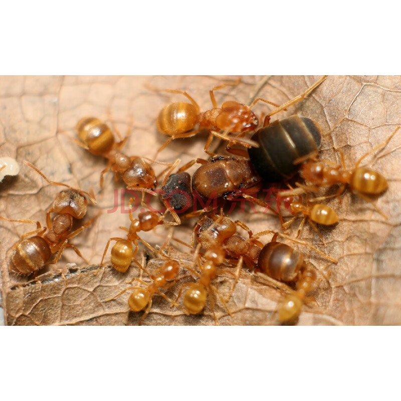 天弗相似拟毛蚁pseudolasiussimilus蚂蚁世界活体宠物蚂蚁昆虫摄影 1