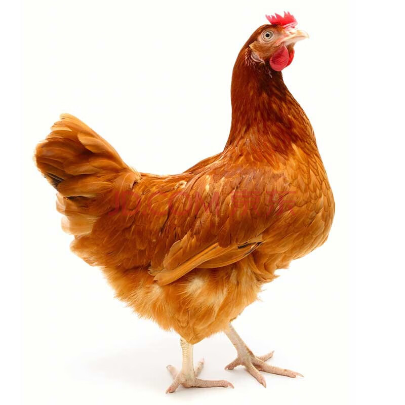 呈祥 三黄鸡750g/只 1只