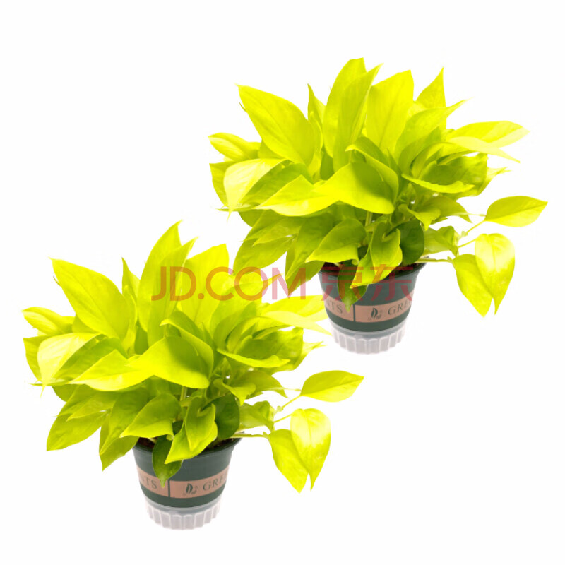 黄金葛盆栽 大叶黄金葛绿萝金叶盆栽除甲醛净化空气水培室内植物可长