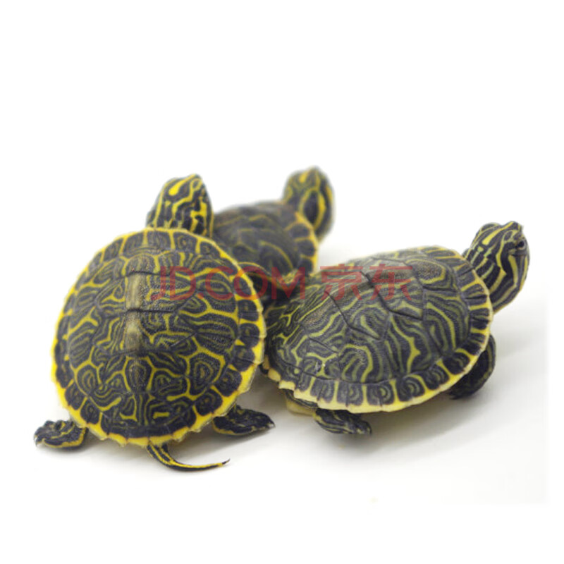 kjhgf外塘生态养殖观赏龟佛州甜甜圈龟苗活体宠物龟东部甜甜圈 佛甜