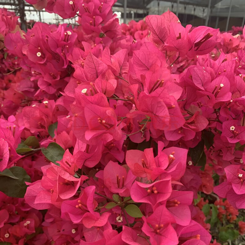 重瓣爬藤老桩庭院攀援植物花苗多色阳台花卉绿植盆栽盆景 同安红色 5