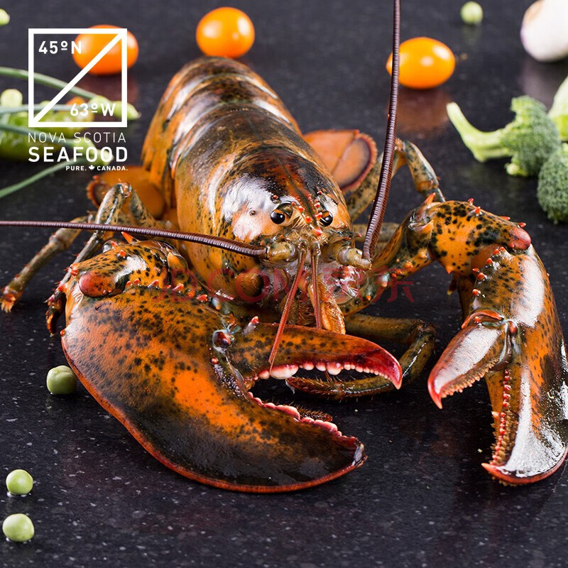 波士顿龙虾加拿大鲜活波士顿大龙虾 虾类生鲜大活虾1只 7500g