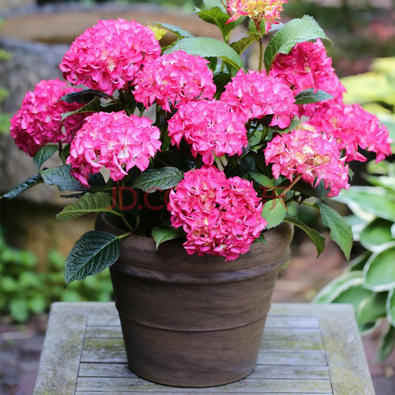 养活耐寒室内庭院阳台观花绿植盆栽老桩苗大花型 塞尔玛(新老枝开花)