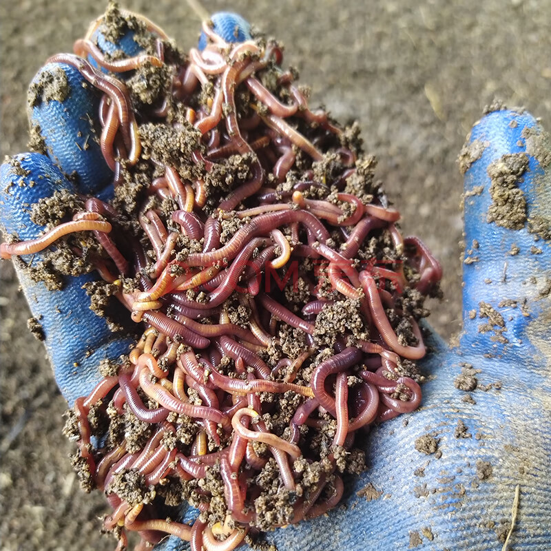红虫活饵 蚯蚓活饵鲜活大号盒装牛粪红蚯蚓养殖苗散装红虫溪流野钓