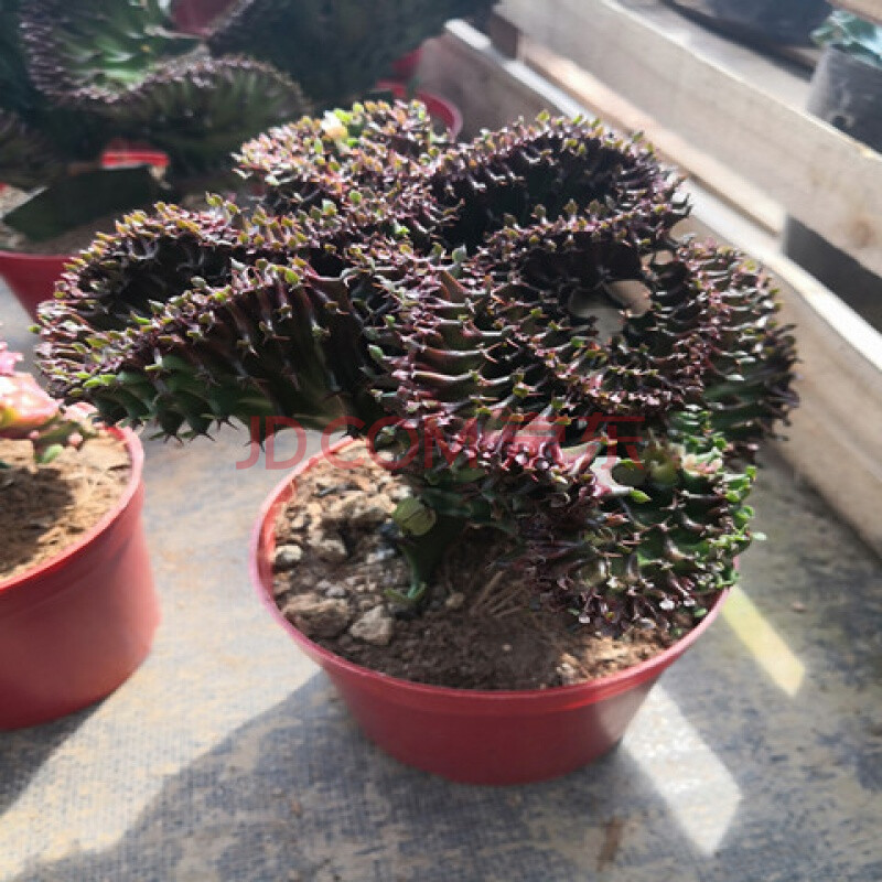 园艺 多肉植物盆栽花卉仙人掌麒麟掌观赏盆栽室内多肉植物 紫麒麟15cm