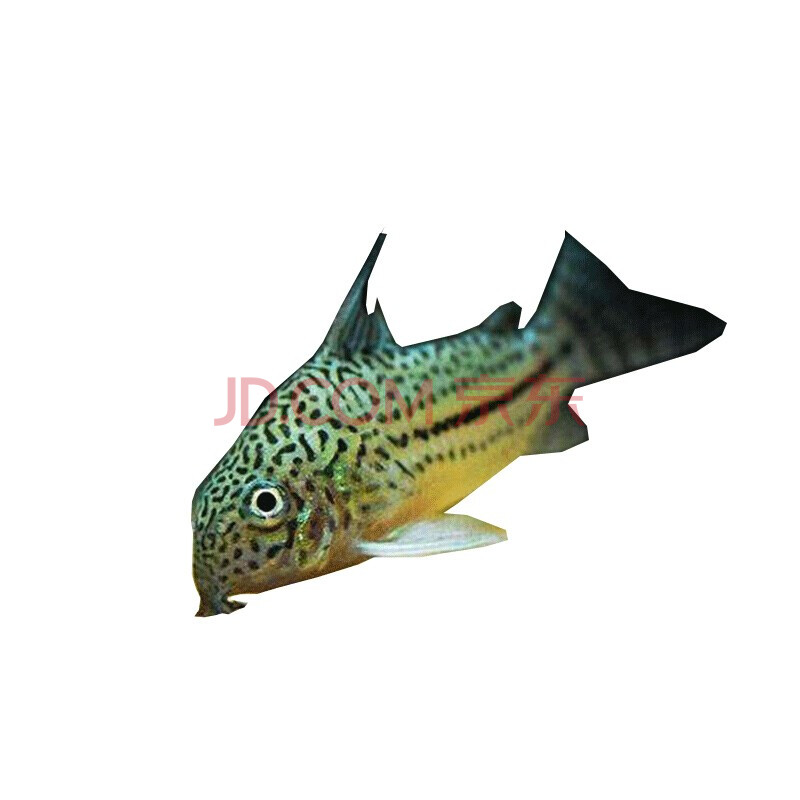 美人雾茉莉豹鼠2条