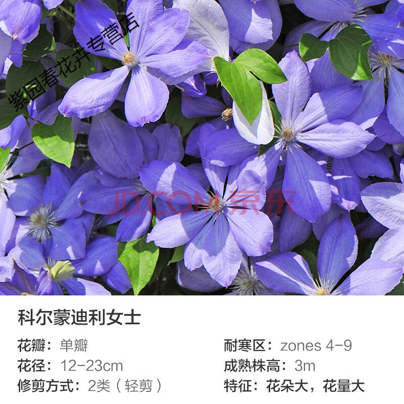 园艺铁线莲大苗爬藤盆栽花园庭院观花约瑟芬蓝光啤酒紫铃铛藤本花植物