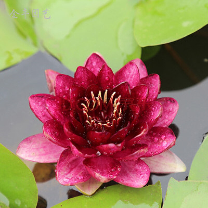 块茎池塘迷你睡莲水培水养植物花卉荷花碗莲盆栽种苗 澳毛斯特【代号