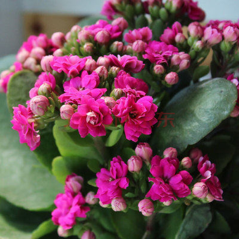 沭之美长寿花盆栽带花苞重瓣大花苗绿巴黎花卉观花植物室内阳台四季