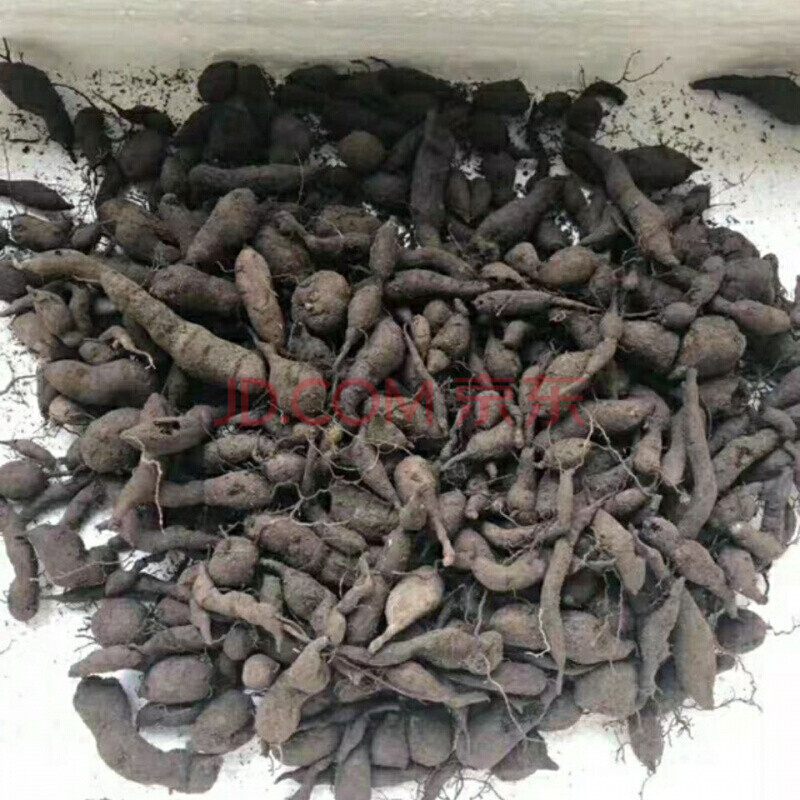 浙江三叶青中药材金线吊葫芦丝线吊金钟清热祛火小儿高烧不退 新鲜250