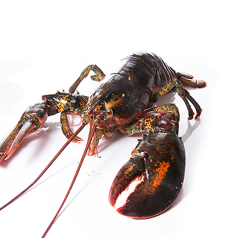 波士顿大龙虾鲜活特大波龙海鲜水产大活虾波斯顿活龙虾鲜活 3斤