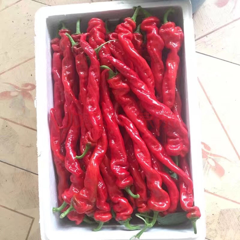 5斤装红螺丝椒