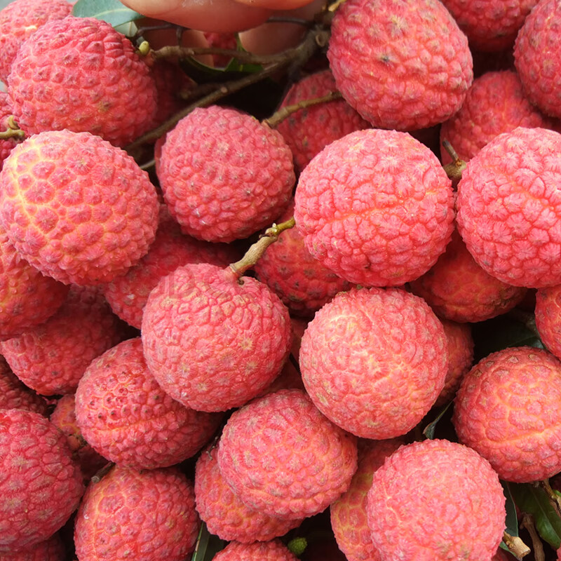 新鲜三月红荔枝水果1/2/5/9斤孕妇当季现摘 1斤(尝鲜装)