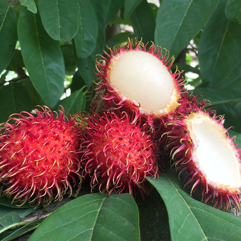 【当季】红毛丹水果新鲜毛荔枝带箱3斤现摘毛丹大果