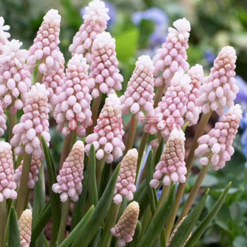 葡萄風信子種球藍瓶花秋冬季耐寒花卉百合水仙盆栽藍壺花 葡萄風信子