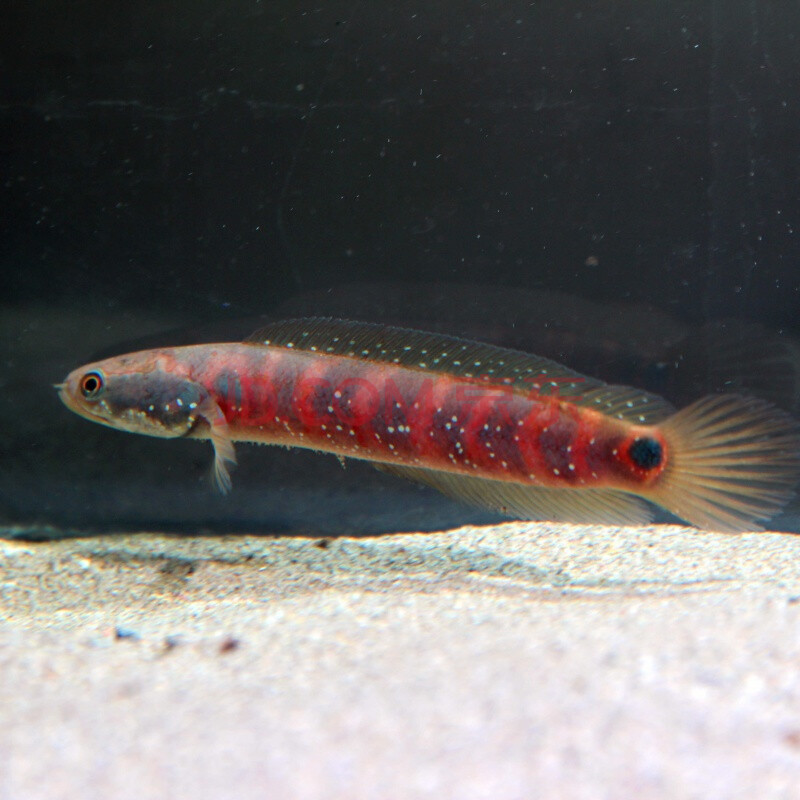 鱼凶猛鱼淡水热带鱼各尺寸鱼苗现货-岚黛 赤珍珠雷龙【15-20cm】1条