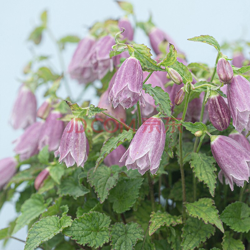 风铃草盆栽苗 庭院花园阳台窗台多年开花宿根花卉萤袋宿根花卉 红衣