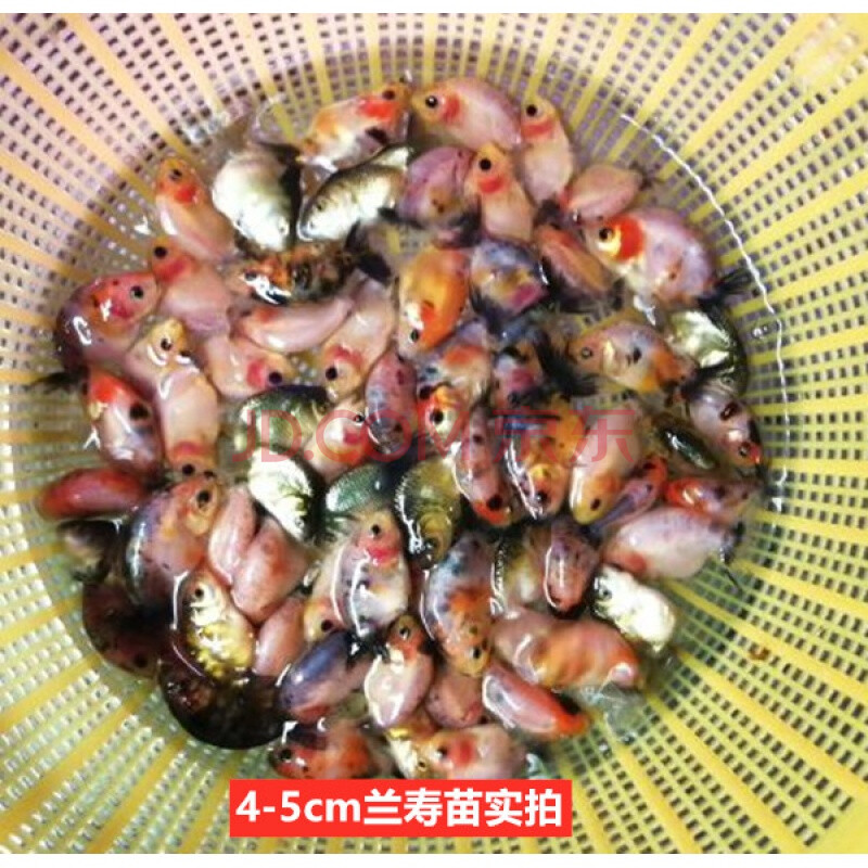 不二臣蘭壽小魚苗精品蘭壽魚苗奶牛壽重墨壽黑壽觀賞魚活體冷水魚