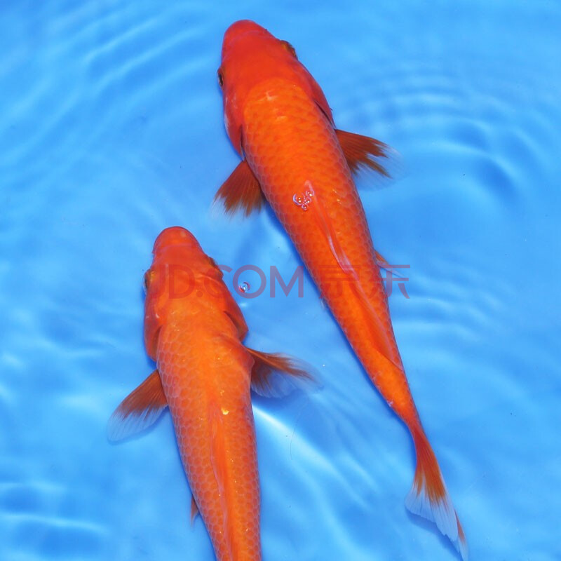 鱼多趣 锦鲤活体 火鲤红锦鲤观赏鱼活体 易养冷水淡