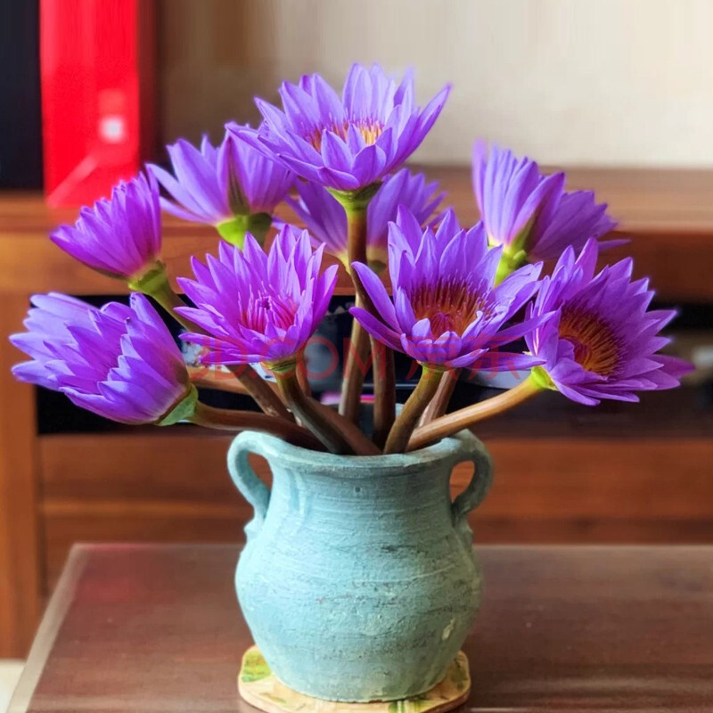 花材批发客厅卧室办公室水养鲜切花每月鲜花花卉 睡莲:紫色(5枝/扎)