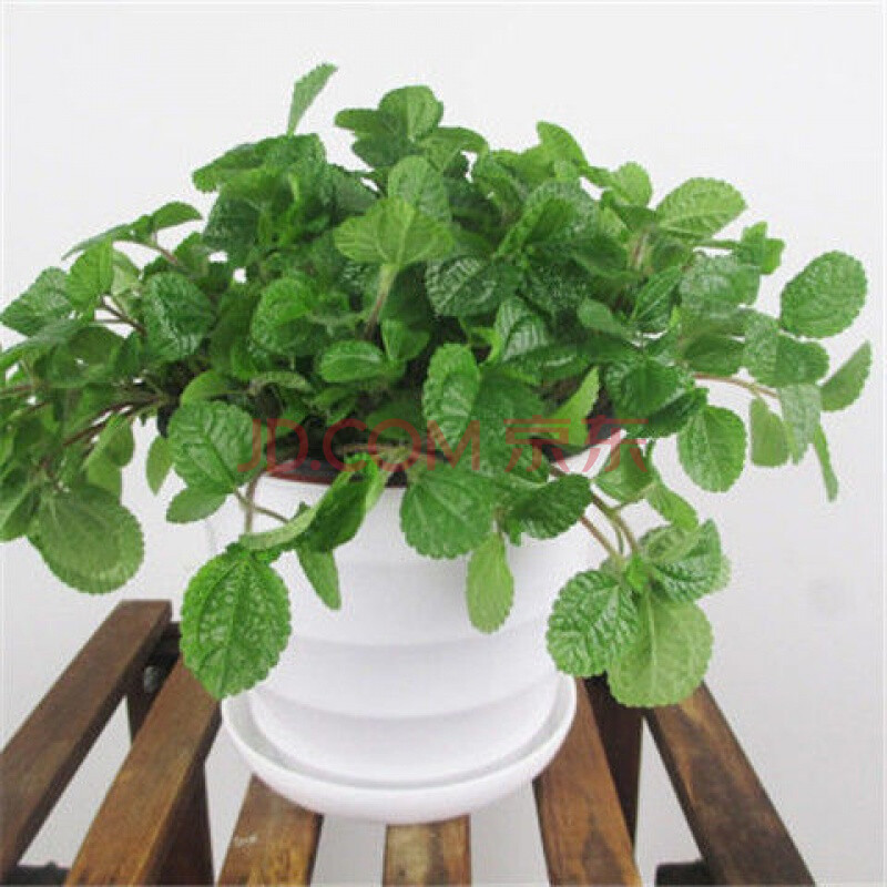 吸毒草吸毒草盆栽室内绿植客厅净化空气吸去甲醛植物新房去味绿植花卉