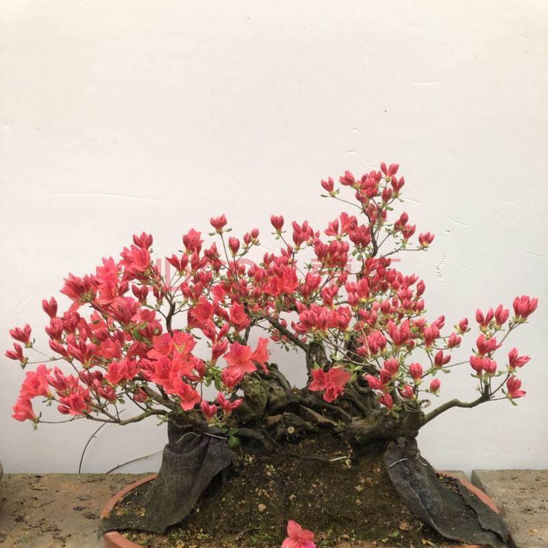 映山红造型盆景老桩实物杜鹃树桩一物一发室内外观赏植物 8号 带盆栽