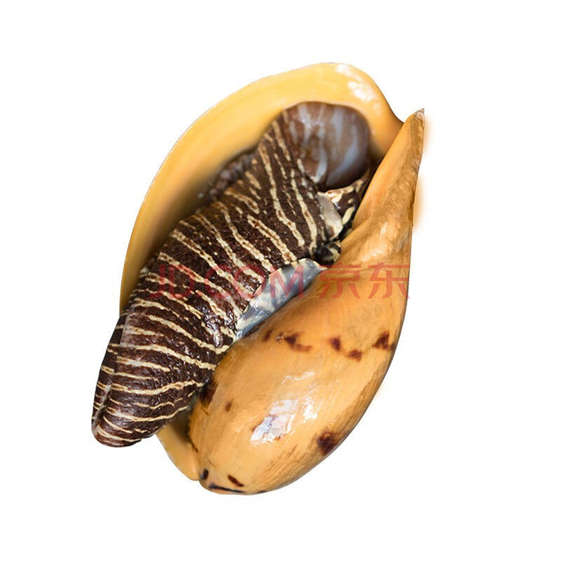 椰子涡螺 瓜螺 油螺 海鲜水产贝类 1只(约500g【图片 价格 品牌 报价