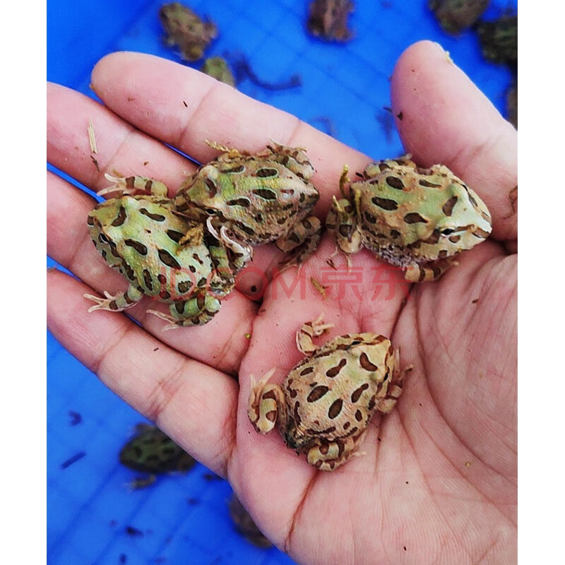 爬宠两栖宠物蛙绿角蛙黄金活物活体小丑蛙非洲牛蛙 双色角蛙(3-4cm)