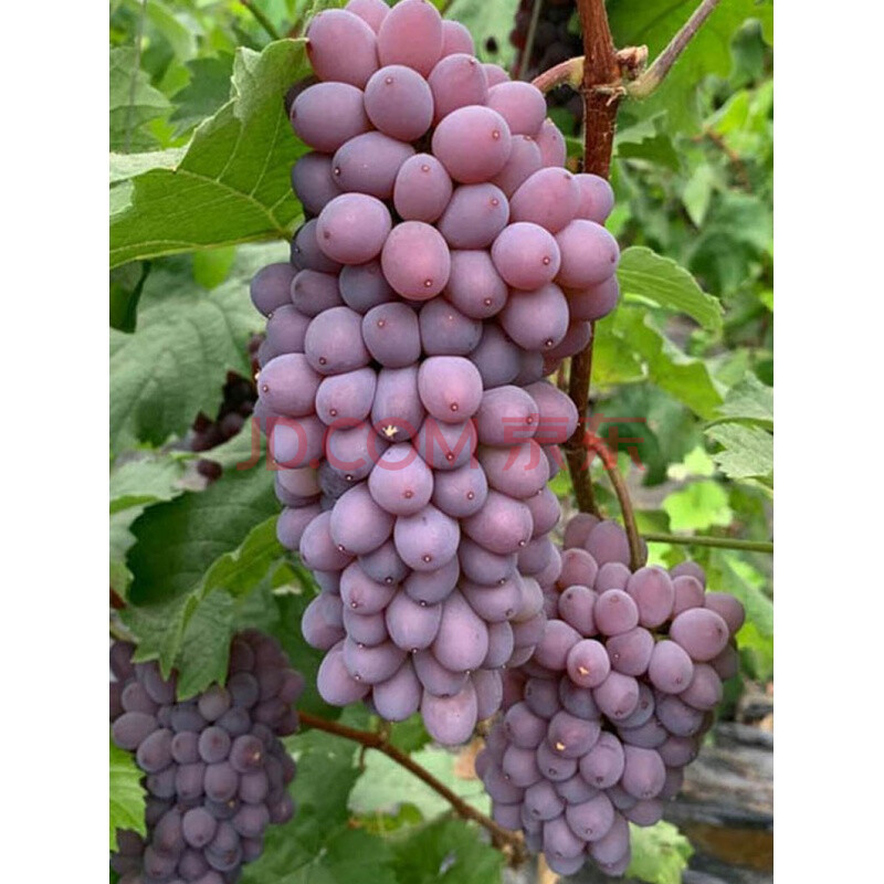【当季水果】茉莉香葡萄新鲜郁金香提子3斤玫瑰香