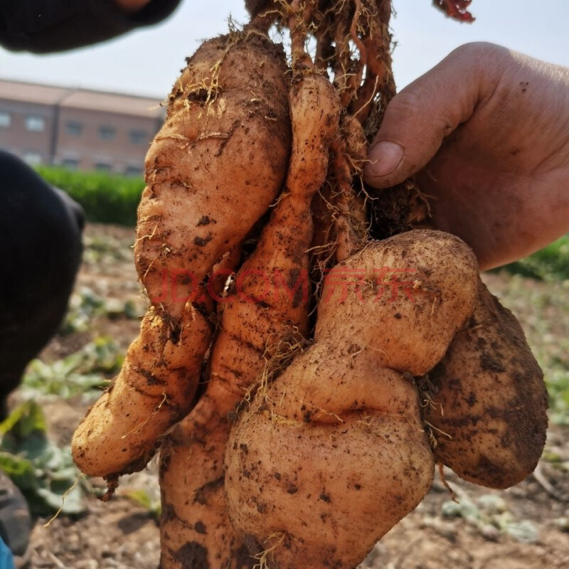 焦作现挖新鲜地黄中药材熟生地黄装 干地黄(20至30个一斤) 一斤装