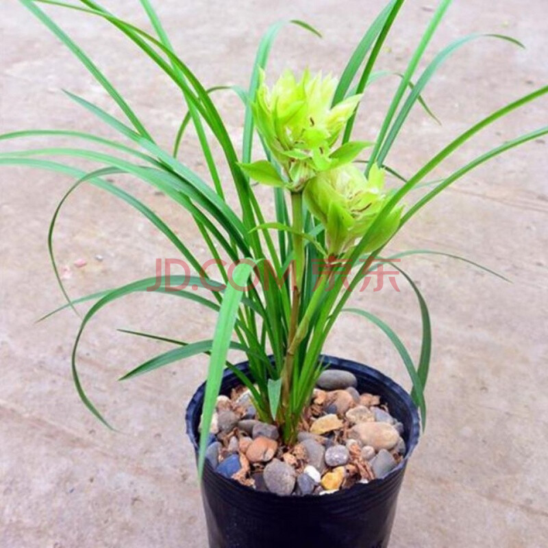 老种大唐盛世兰花苗 浓香名品名贵艺术盆景盆栽 老种大唐盛世3苗连体