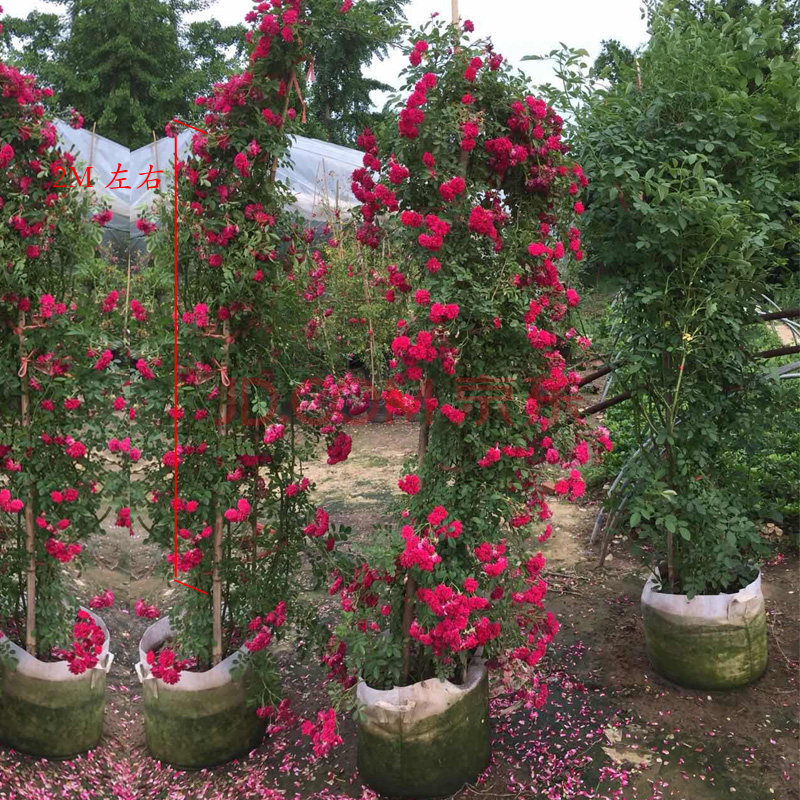 红木香花苗爬藤植物室内阳台花卉黄木香盆栽带花四季开花老桩红色