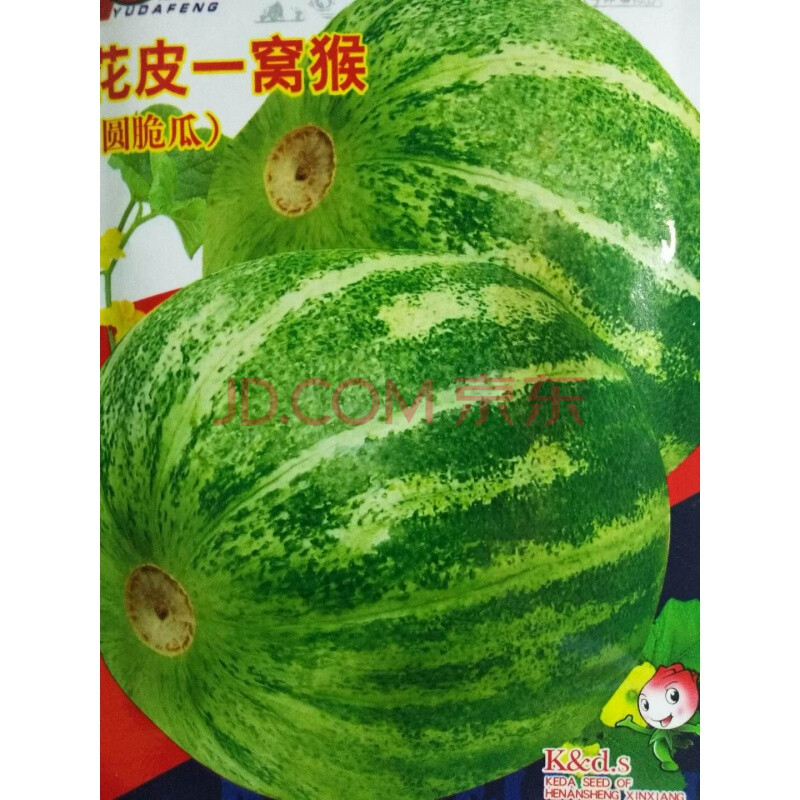 种子菜瓜种子面瓜种子脆瓜种子黄皮甜瓜花皮甜瓜瓜果种子 花皮一窝猴