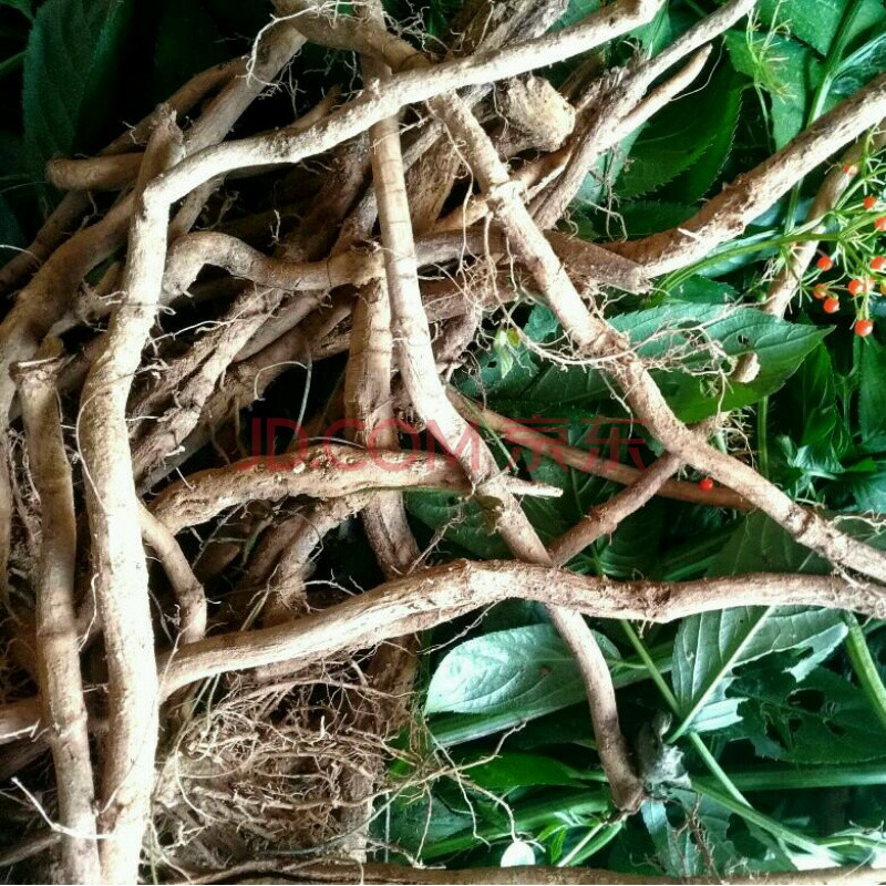 百立肤接骨草根接骨木根1斤新鲜八里麻排风藤落得打蒴藋走马风陆英
