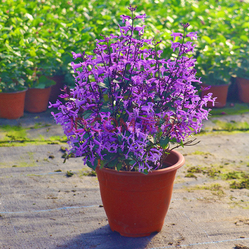 室内卧室四季开花带花苞香味吸毒草定制隆鼎 特丽莎薰衣草(160#一盆)