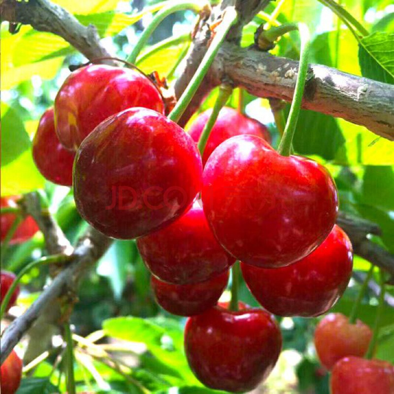 国产甘肃天水大樱桃美早车厘子大果樱桃应季新鲜水果 6斤