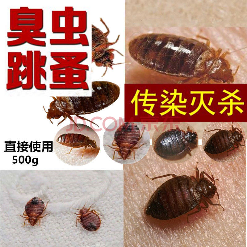 臭虫药 臭虫臭虫一扫光床上用灭臭虫咬人虫专杀臭虫吸血虫东莞深圳 1
