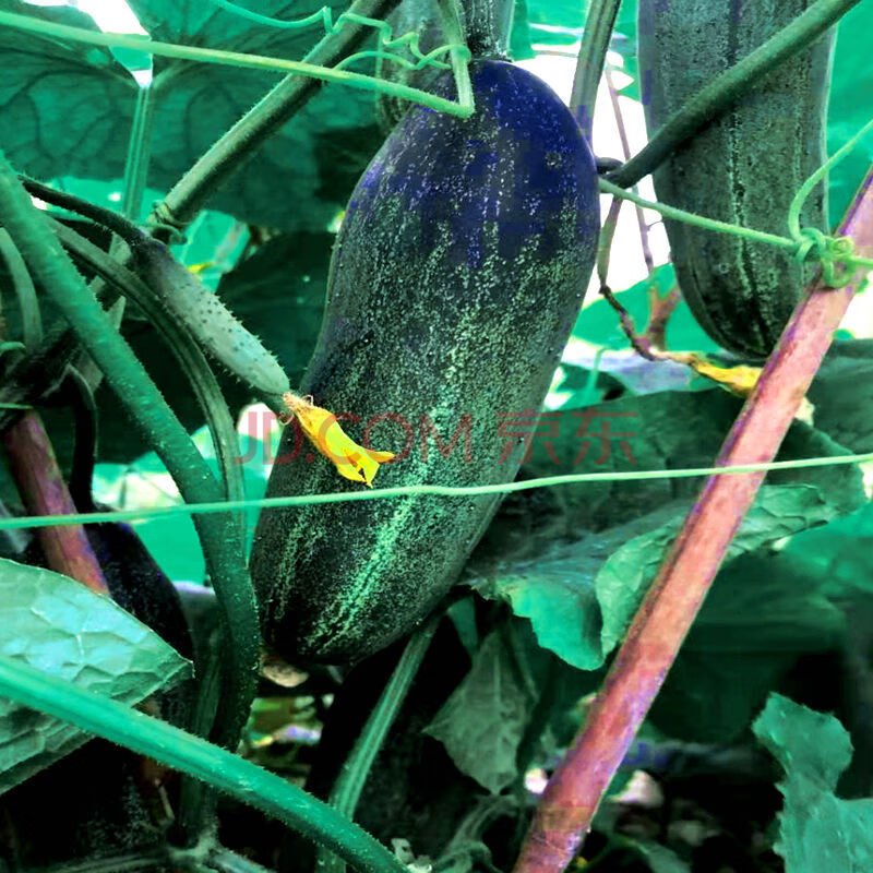 广东潮汕农家自种当季蔬菜土黄瓜生吃新鲜吊瓜青瓜有刺老黄瓜水果 2斤