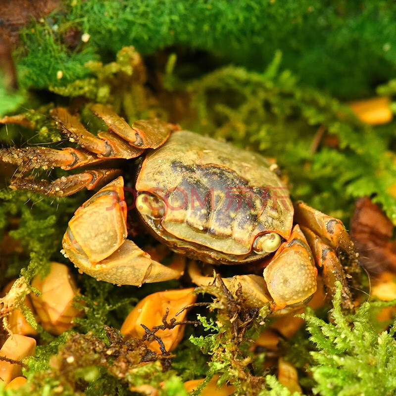 萌小星 观赏蟹活体 宠物螃蟹可观赏鱼观赏虾混养水族箱造景 将军蟹 3