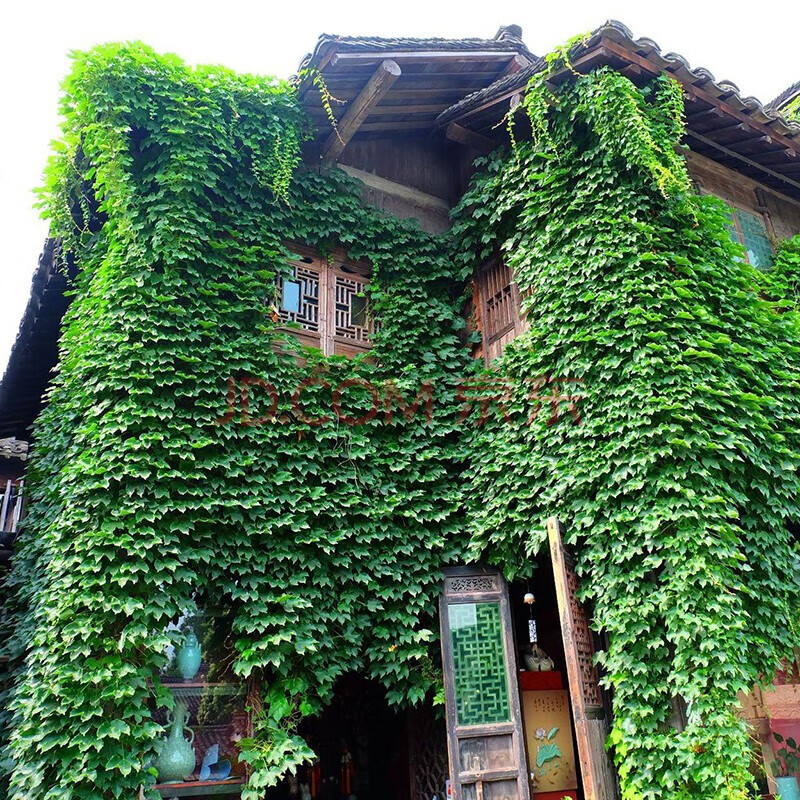 爬山虎树苗爬藤植物攀援爬墙植物盆栽藤蔓藤本植物庭院围墙观赏花卉