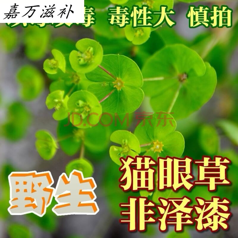 伟博干品细叶猫眼草泽漆五朵云阴干货中药材耳叶大戟 200粒左右泽漆