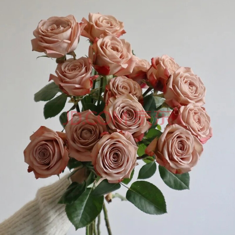 单头玫瑰 等级卡布奇诺 咖啡色 20支/扎 a级