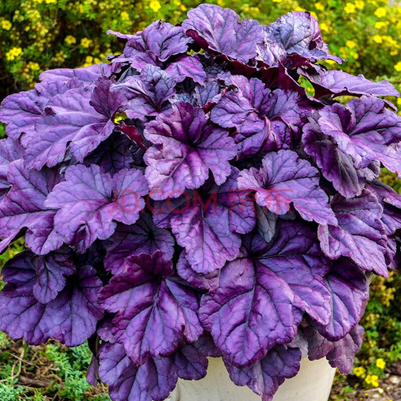 矾根盆栽花苗多彩观叶变色花镜打造耐阴耐寒彩叶草多年生庭院阳台四季