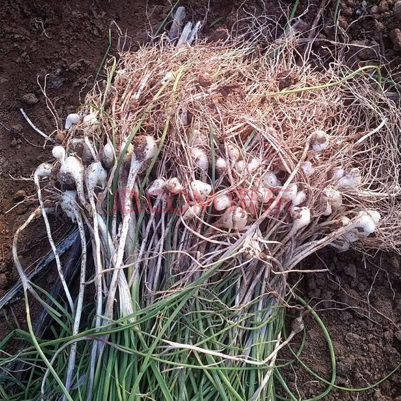 寿禾山东红皮大蒜种子紫皮批发可出蒜苔蔬菜种籽 小根蒜种子1g装【约