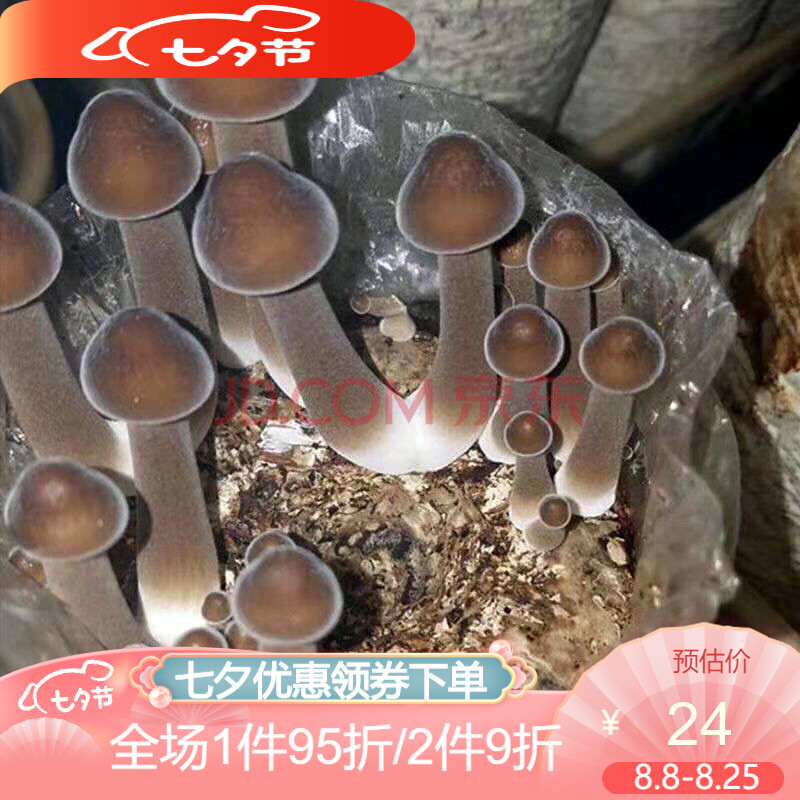 鸡枞菌种子 【菌中之冠】黑皮鸡枞菌种种植包黑鸡枞菌包蘑菇菌包种子