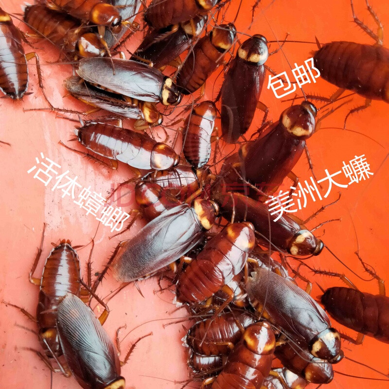 活蟑螂活体美洲大蠊活体是龙鱼钓鱼饵罗汉鱼地图鱼锦鲤发财鱼饲料 活