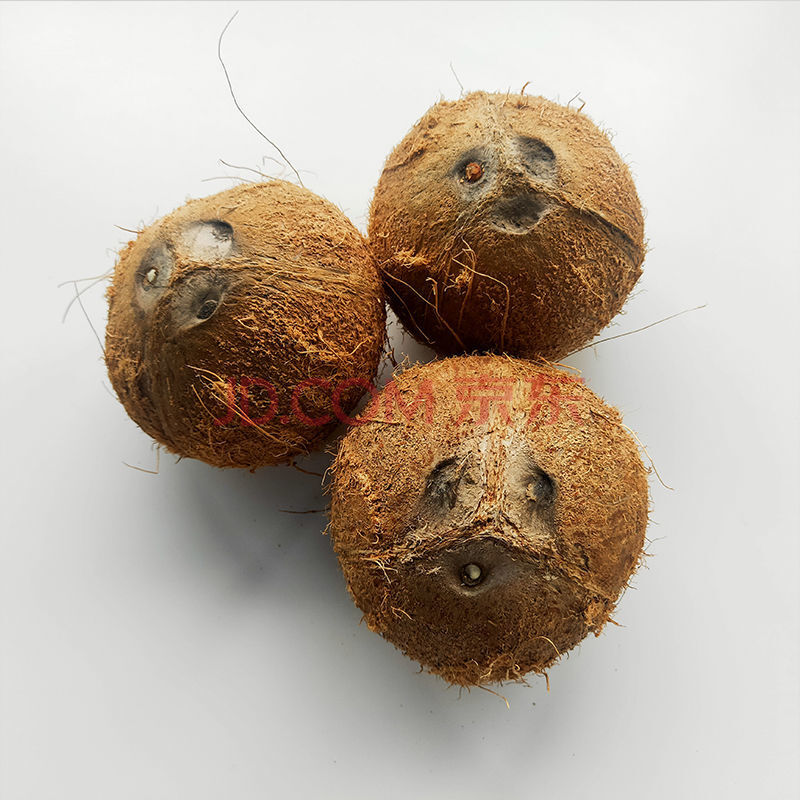 海南新鲜椰子老椰子小毛椰子孕妇水椰肉特产水果 嫩芽老椰3个