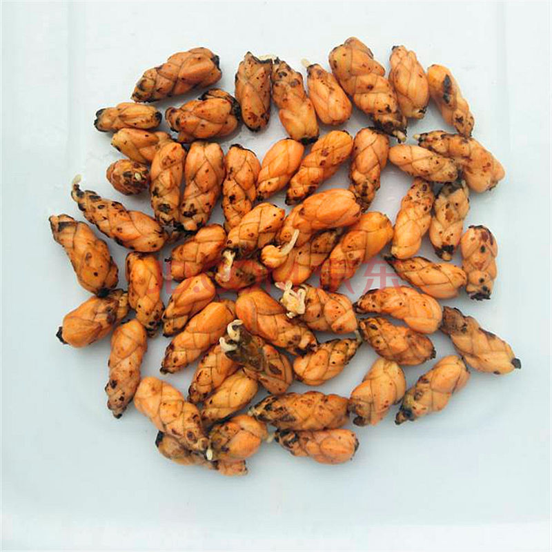 四季开花紫叶酢浆草种球绿植盆栽植物花种子庭院室内室外花卉好养